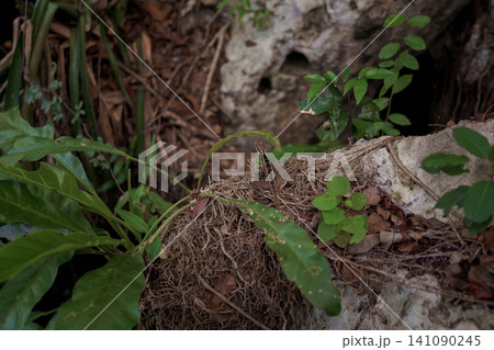 Small lizard resting on tangled roots near rocks Small lizard resting on tangled roots near rocks 141090245