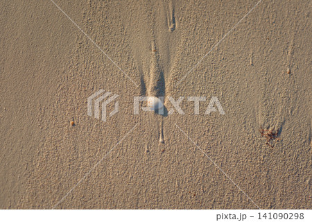 Single seashell resting on smooth sandy beach with delicate wave patterns Single seashell resting on smooth sandy beach with delicate wave patterns 141090298