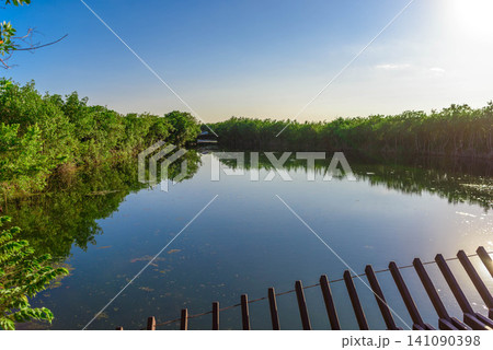 Sunlit mangrove lagoon with wooden boardwalk corner Sunlit mangrove lagoon with wooden boardwalk corner 141090398