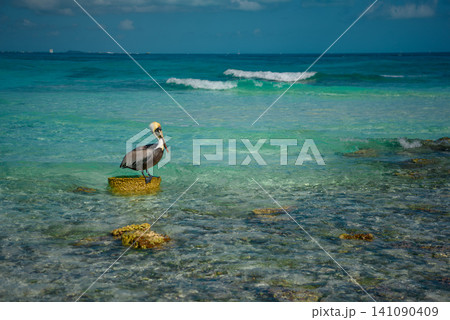 Pelican flying low over turquoise ocean waves 141090409