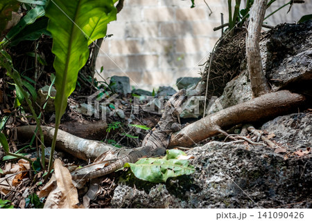 Iguana resting on branch in tropical undergrowth Iguana resting on branch in tropical undergrowth 141090426