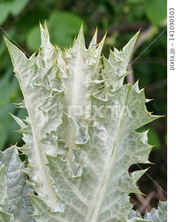Close Up of Milk Thistle Leaves with White Marbling Close Up of Milk Thistle Leaves with White Marbling 141090503