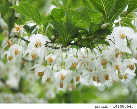 えごの花の蕾から終わりまで(20260607084043) えごの花の蕾から終わりまで(20260607084043) 141090645