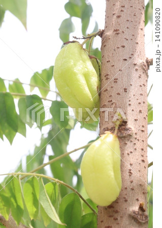 Averrhoa bilimbi on tree in farm 141090820
