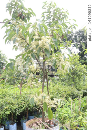 Elaeocarpus serratus also known Ceylon olive plant 141090839