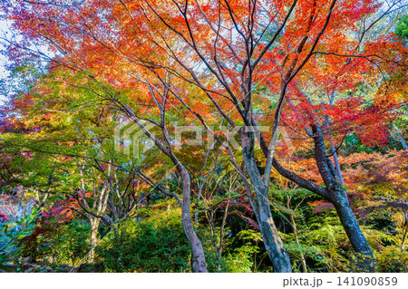 茨城 紅葉の筑波山 茨城 紅葉の筑波山 141090859