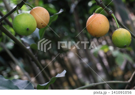 Garcinia gardneriana, the bacupari fruit on tree in farm 141091056