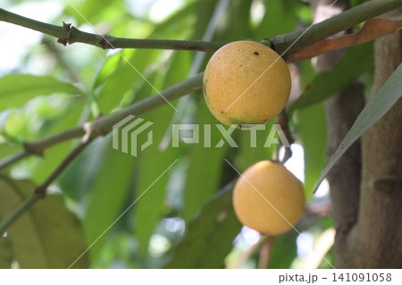 Garcinia gardneriana, the bacupari fruit on tree in farm 141091058