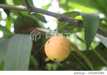 Garcinia gardneriana, the bacupari fruit on tree in farm 141091060