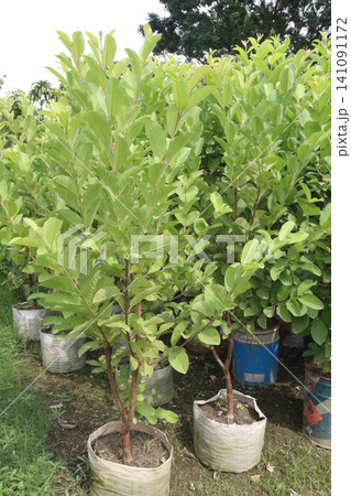 Guava Tree Grafted on bag in farm 141091172