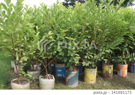 Guava Tree Grafted on bag in farm Guava Tree Grafted on bag in farm 141091173