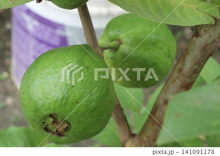 Guava on Tree in bag in farm Guava on Tree in bag in farm 141091178