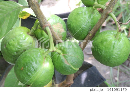 Guava on Tree in bag in farm Guava on Tree in bag in farm 141091179