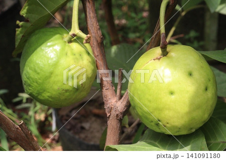 Guava on Tree in bag in farm Guava on Tree in bag in farm 141091180