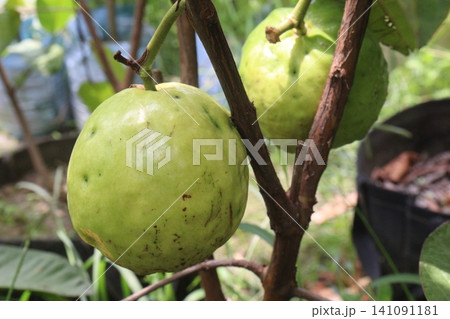Guava on Tree in bag in farm Guava on Tree in bag in farm 141091181