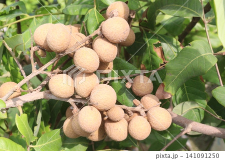 Longan fruit on tree in farm Longan fruit on tree in farm 141091250
