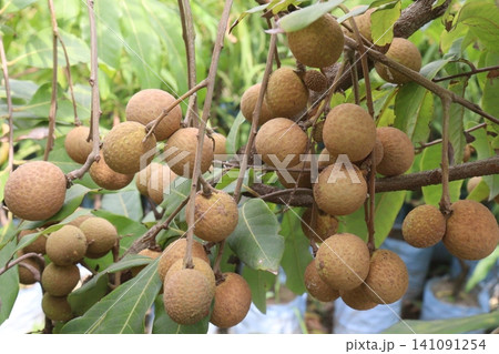 Longan fruit on tree in farm Longan fruit on tree in farm 141091254