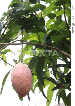 mango on tree in farm for sell are cash crops mango on tree in farm for sell are cash crops 141091298