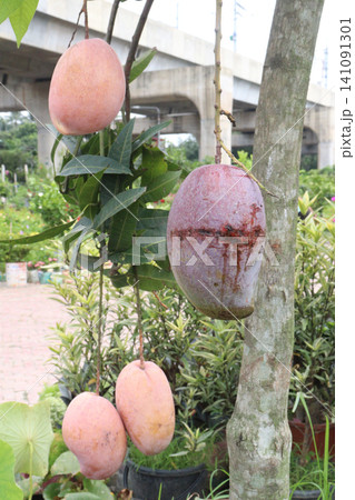 mango on tree in farm for sell are cash crops 141091301