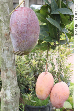 mango on tree in farm for sell are cash crops mango on tree in farm for sell are cash crops 141091302