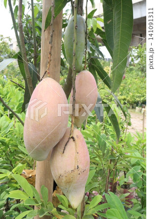 mango on tree in farm for sell are cash crops 141091311