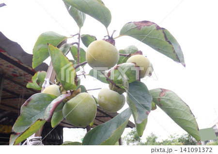 raw persimmon on tree in farm raw persimmon on tree in farm 141091372
