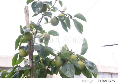 raw persimmon on tree in farm raw persimmon on tree in farm 141091375