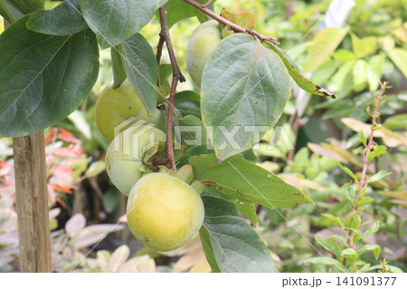raw persimmon on tree in farm raw persimmon on tree in farm 141091377