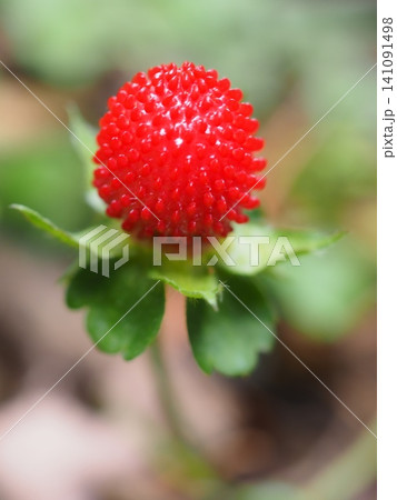 ヘビイチゴのツヤツヤの果実(20260607085346) ヘビイチゴのツヤツヤの果実(20260607085346) 141091498