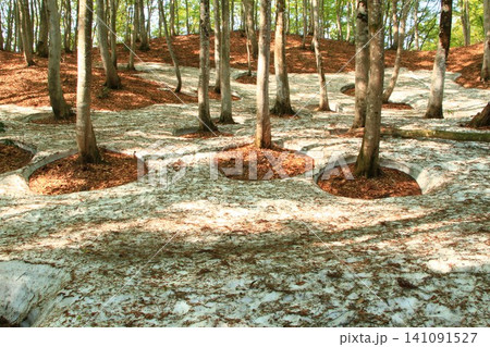 早春新緑残雪のブナ美人林根開け風景 141091527