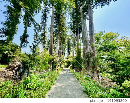 青空へ伸びる杉並木と静かな神社参道 青空へ伸びる杉並木と静かな神社参道 141093200