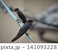 電線に止まる二羽のツバメ 141093228