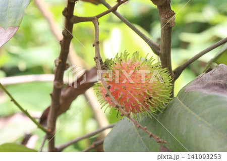 Rambutan on tree in farm for harvest Rambutan on tree in farm for harvest 141093253