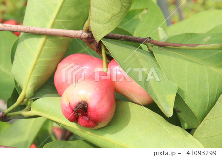 Syzygium samarangense fruit plant on nursery Syzygium samarangense fruit plant on nursery 141093299