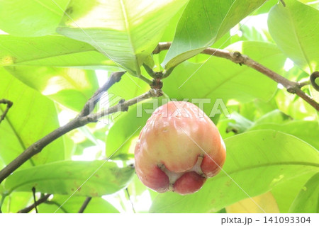 Syzygium samarangense fruit plant on nursery Syzygium samarangense fruit plant on nursery 141093304