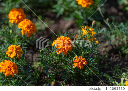 Orange marigold blooms in sunlit garden bed with green foliage and soil 141093580