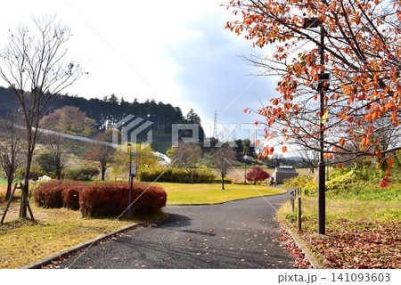 神奈川県 県立おだわら諏訪の原公園の陽だまりの丘散策路と紅葉とローラーすべり台 神奈川県 県立おだわら諏訪の原公園の陽だまりの丘散策路と紅葉とローラーすべり台 141093603