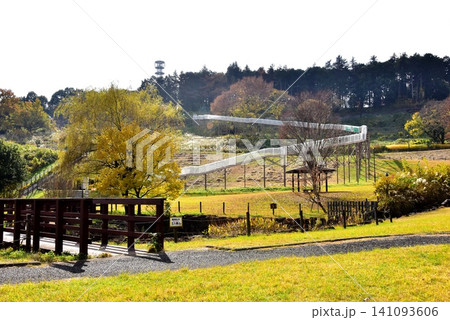 神奈川県 県立おだわら諏訪の原公園の陽だまりの丘と黄葉とローラーすべり台 神奈川県 県立おだわら諏訪の原公園の陽だまりの丘と黄葉とローラーすべり台 141093606