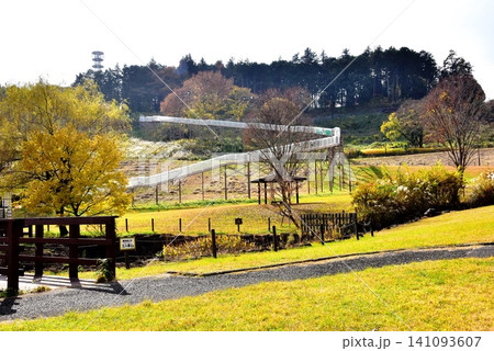 神奈川県 県立おだわら諏訪の原公園の陽だまりの丘と黄葉とローラーすべり台 神奈川県 県立おだわら諏訪の原公園の陽だまりの丘と黄葉とローラーすべり台 141093607