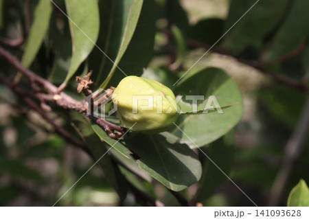 Terminalia chebula, Haritaki, chebulic myrobalan fruit plant Terminalia chebula, Haritaki, chebulic myrobalan fruit plant 141093628