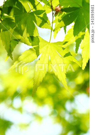 春の芽吹き 新緑 春の芽吹き 新緑 141093681