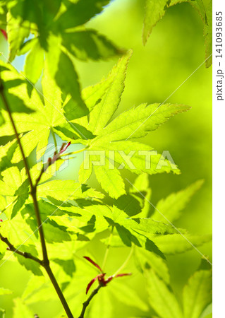 春の芽吹き 新緑 春の芽吹き 新緑 141093685