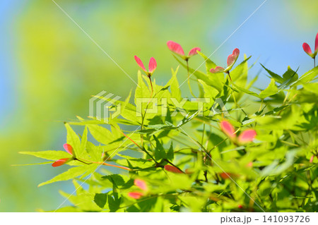 春の芽吹き 新緑 春の芽吹き 新緑 141093726