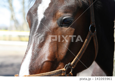 Close-Up of a Brown Horse Face with a White Blaze Close-Up of a Brown Horse Face with a White Blaze 141093961