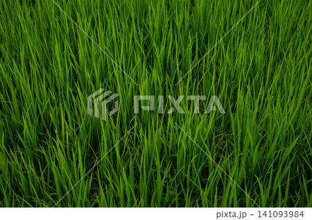 Full frame shot of blade of grass in paddy field. These blades are physically sharp, with microscopic serrations, and are famous for causing painful lacerations if handled carelessly. 141093984