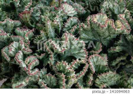 Close up of Euphorbia Lactea cristata. A compact, evergreen, frost-tender succulent shrub on which the stem's growing point has mutated into a line or crest. Close up of Euphorbia Lactea cristata. A compact, evergreen, frost-tender succulent shrub on which the stem's growing point has mutated into a line or crest. 141094063