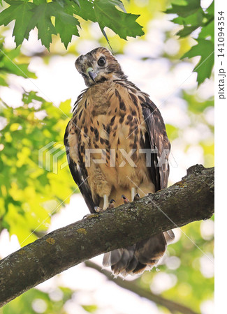 Baby red-shouldered hawk perched on a tree branch with green background Baby red-shouldered hawk perched on a tree branch with green background 141094354