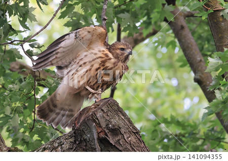 Baby red-shouldered hawk taking off from a tree branch with green background Baby red-shouldered hawk taking off from a tree branch with green background 141094355