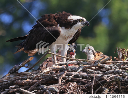 Mother Osprey with her two babies into the nest on a border of Saint Lawrence River, Ontario, Canada Mother Osprey with her two babies into the nest on a border of Saint Lawrence River, Ontario, Canada 141094356