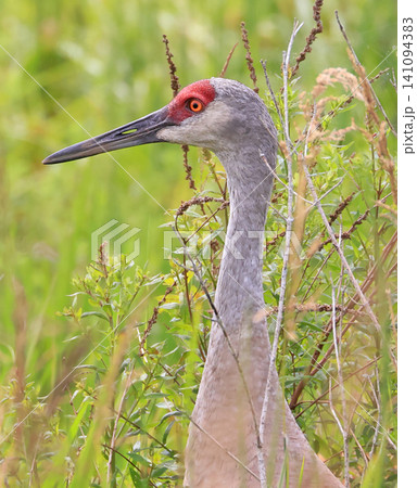 Sandhill Crane portrait on a green background, Canada Sandhill Crane portrait on a green background, Canada 141094383